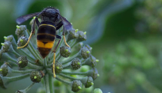 Aziatische hoornaar insect (Vespa velutina) invasieve soort