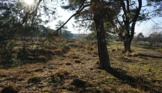 Leersumse Veld