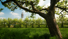 Zicht op een grote wijds vertakte boom met op de achtergrond een haagje bomen en daarachter een zendmast