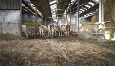 Biologische potstal / koeienstal bij De Beekhoeve