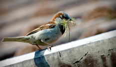 Mus die met snavel grassprietjes vasthoudt