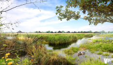 Landschap illustratie, foto: Vista Landschapsarchitectuur en Stedenbouw