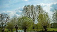 Knotwilgen aan de Kromme Rijn