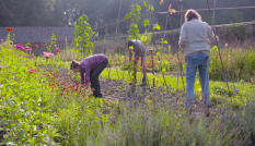 Twee vrouwen en één man werken in een moestuin