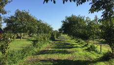 Agroforestry