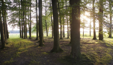 Aangezicht van bomen met de zon die tussen de bomen doorschijnt