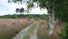 Heide Utrechtse Heuvelrug