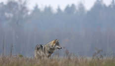 Wolf op grasland