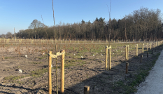Sterrenbos op Landgoed Zuylenstein 