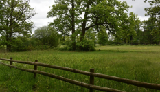 Hek in landgoed Den Treek