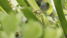 Groene glazenmaker, een libellesoort, op krabbenscheer