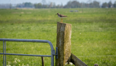 Tureluur weidevogel in Eemland