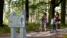 bos bij Lage Vuursche