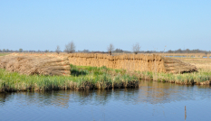 bodemdaling - rietteelt