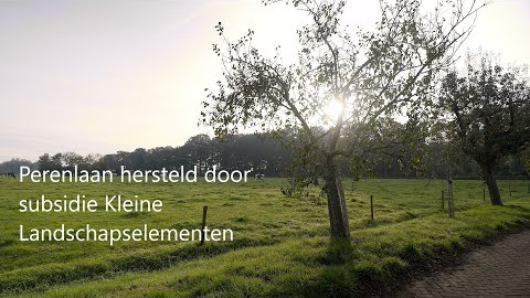 Perenlaan hersteld door subsidie Kleine Landschapselementen