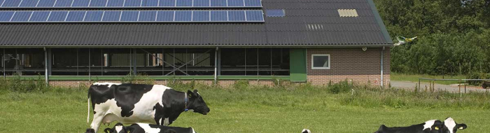 Koeien bij een stal met zonnepanelen