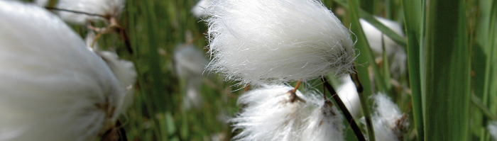 veenpluis_1200x400.jpg