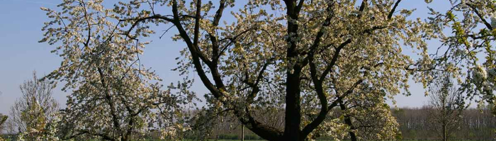 bloesembomen