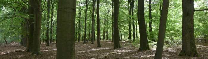 Utrechtse Heuvelrug