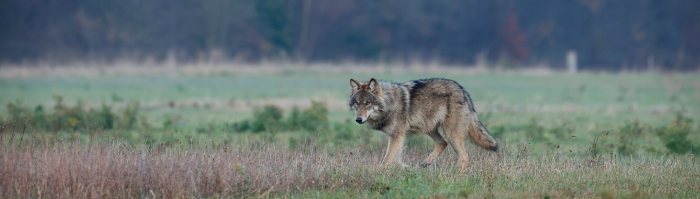 Wolf Utrechtse Heuvelrug