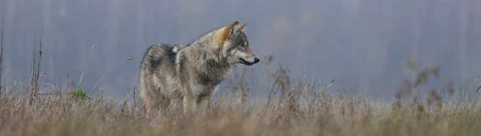Wolf op de heide