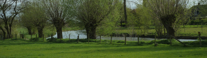 wilgen aan de Kromme Rijn