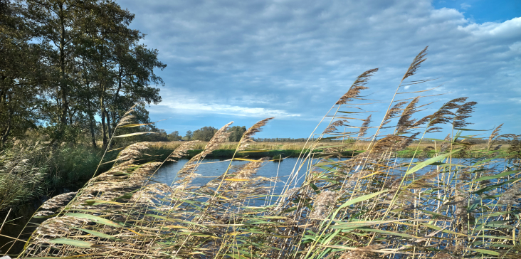 Natuurgebied met riet