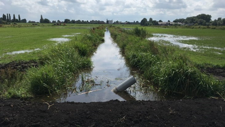 Sloot met aan weerzijden lisdodde in Marickenland