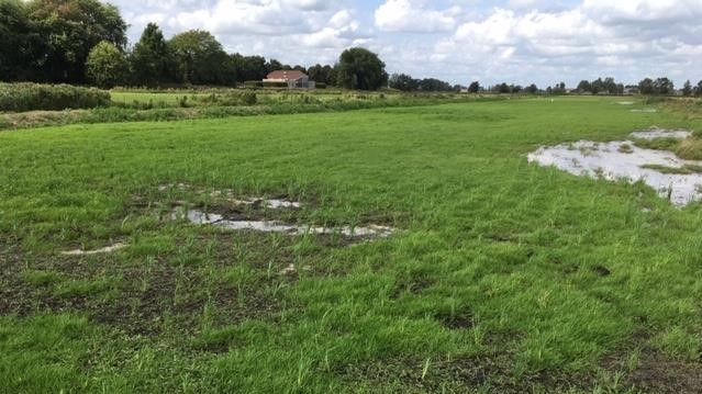 landschap met lisdodde in de zomer met op de achtergrond een boerderij en bomen