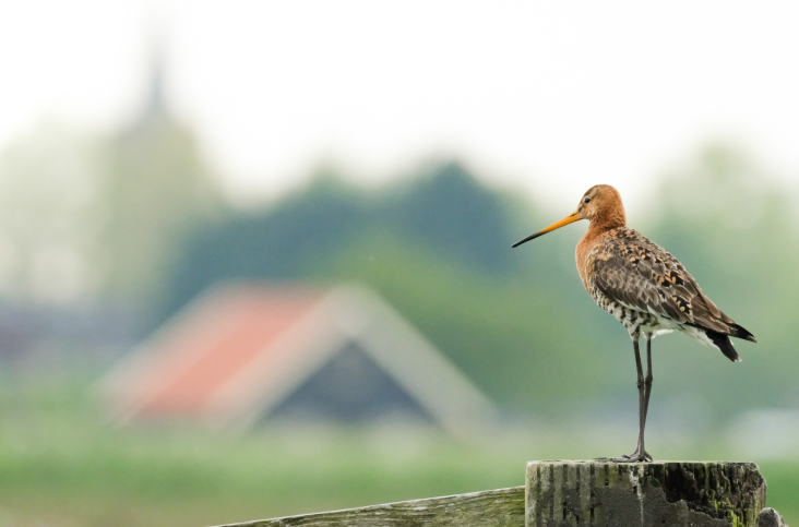 vogel agrarisch natuurbeheer