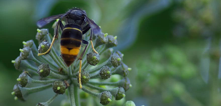Aziatische hoornaar insect (Vespa velutina) invasieve soort
