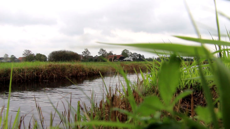 Water met riet, gras en op de achtergrond een boerderij