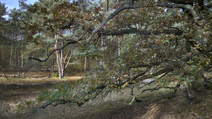 natuurgebieddezoom4.jpg