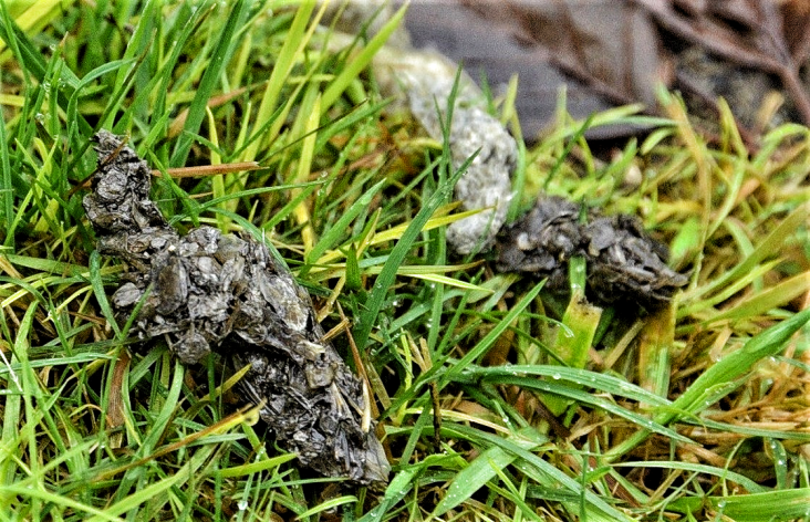 © Hans Blom Sporen van otters in het groen | Foto Hans Blom