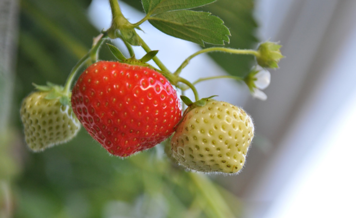 Aardbeien