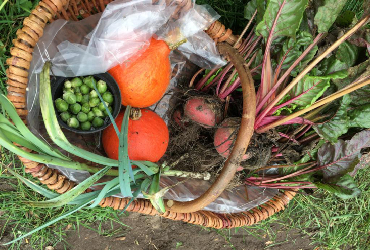 Moestuinjuf
