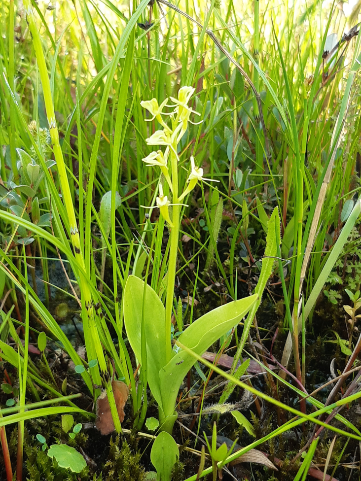Groenknolorchis