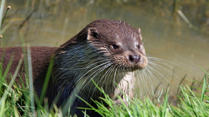 Een otter in het gras langs een oever.