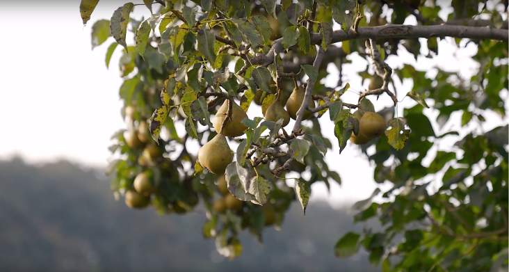 Peren in de perenlaan van de familie Overgoor