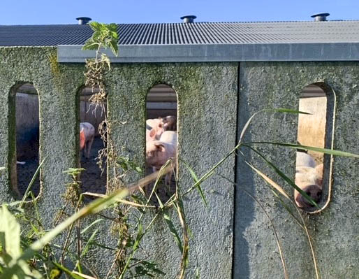 Varkens op de boerderij van Dirk Aart in Overberg