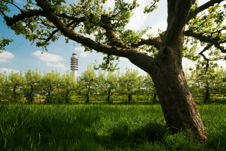 Zicht op een grote wijds vertakte boom met op de achtergrond een haagje bomen en daarachter een zendmast