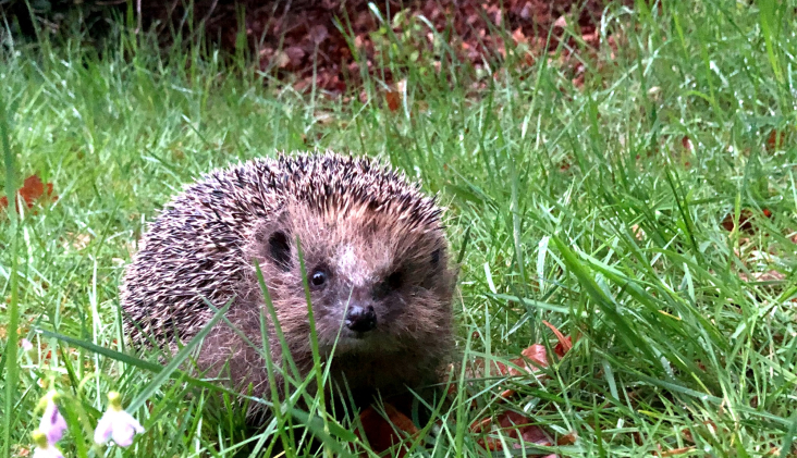 Egel wordt uitgezet in de natuur