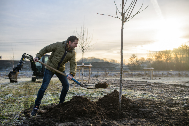 Gedeputeerde Arne Schaddelee plant boom op Sedumveld in Bunnik