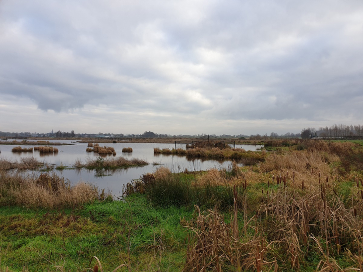 Landschap met lisdodde aan het water