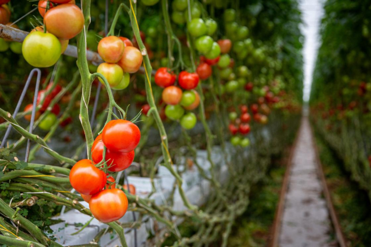 Voedselplannen - Tomatenkwekerij De Groot Toamtes