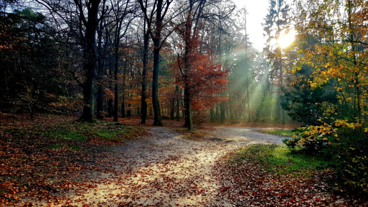 Bos in herfskleuren