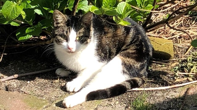 Verwilderde kat