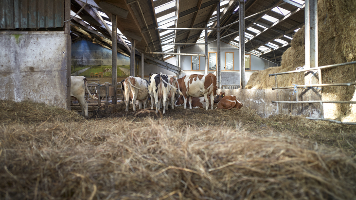 Biologische potstal / koeienstal bij De Beekhoeve