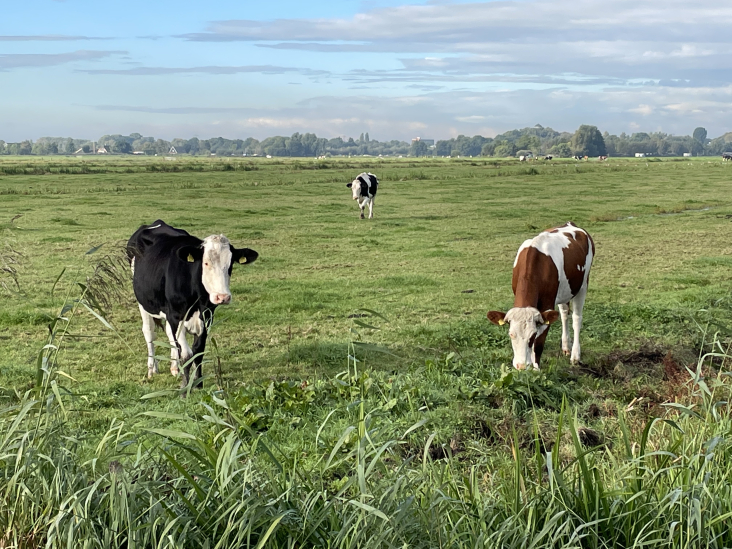 Weiland polder Mijnden
