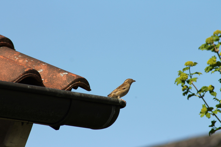 Huismus in dakgoot